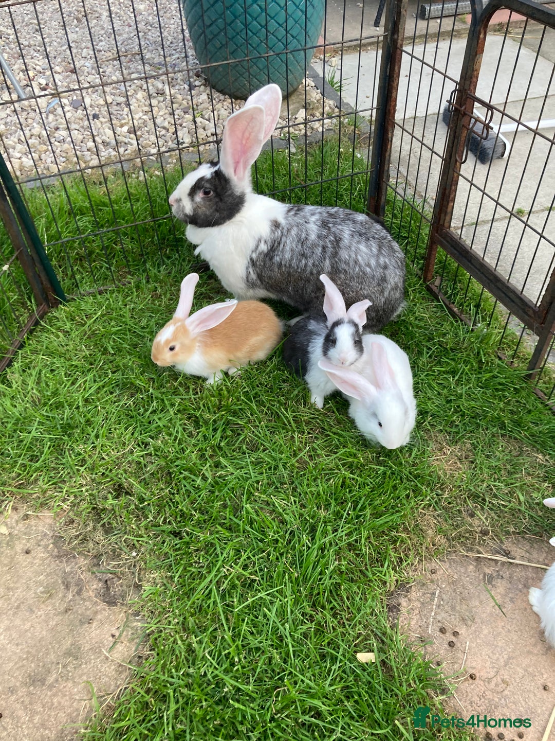 Continental Giant rabbits for sale: 6 weeks old Continental rabbits - Image 9