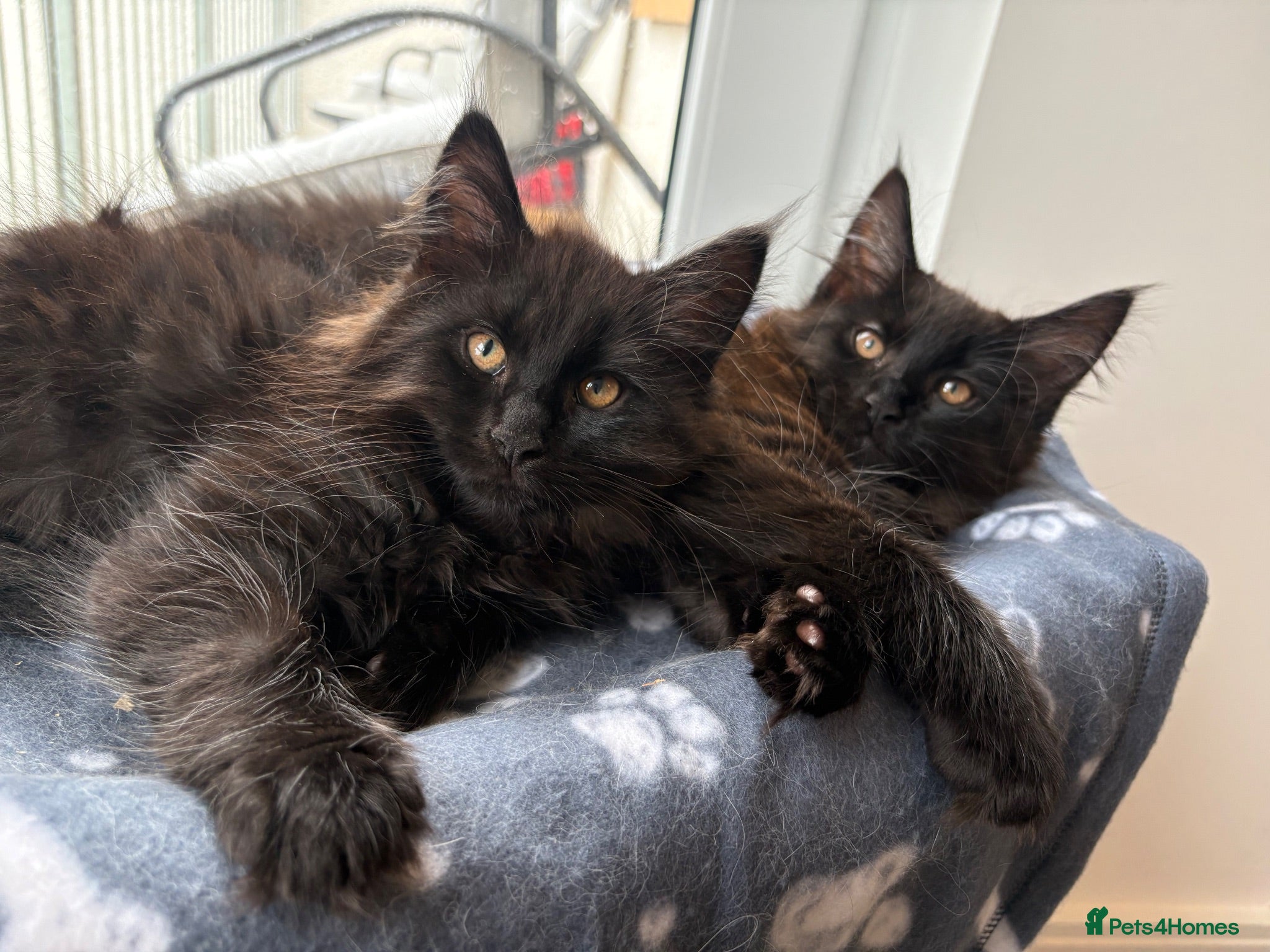 Maine Coon cats 2 Maine coons left  - Advert 3