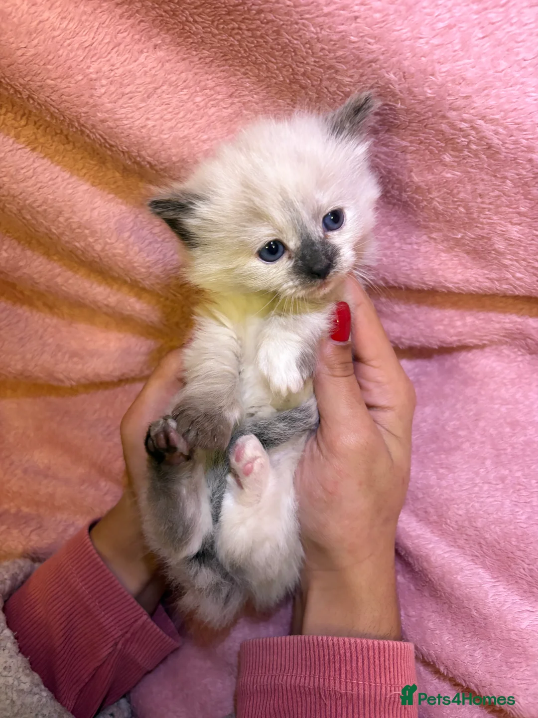 Ragdoll cats for sale: Ragdoll x Siamese Gorgeous kittens 3 Girls 2 Boys - Advert 22