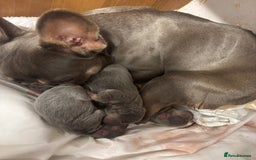 French Bulldog dogs for sale: 3 gorgeous grey French Bulldogs for sale - Image 9
