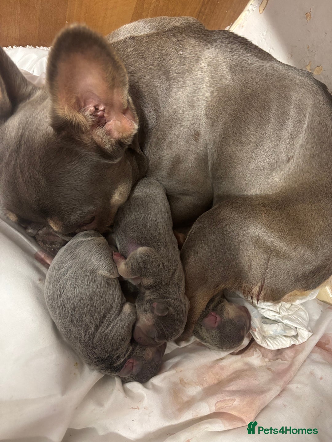 French Bulldog dogs for sale: 3 gorgeous grey French Bulldogs for sale - Image 9