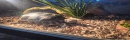 Tortoise reptiles for sale: Spur-thighed tortoise in Whitby - Advert 3