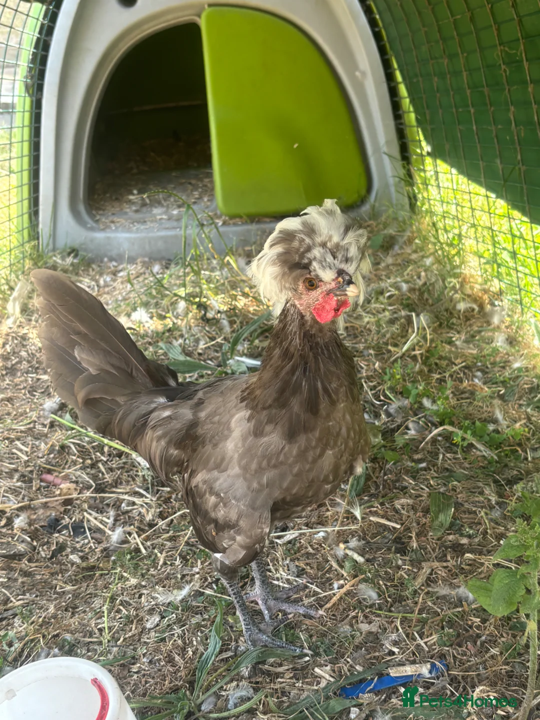 Chickens poultry for sale: Very young Polish cockerel  - Advert 1