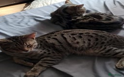 Bengal cats for sale: TWO Beautiful kittens of JOY remaining! - Image 13