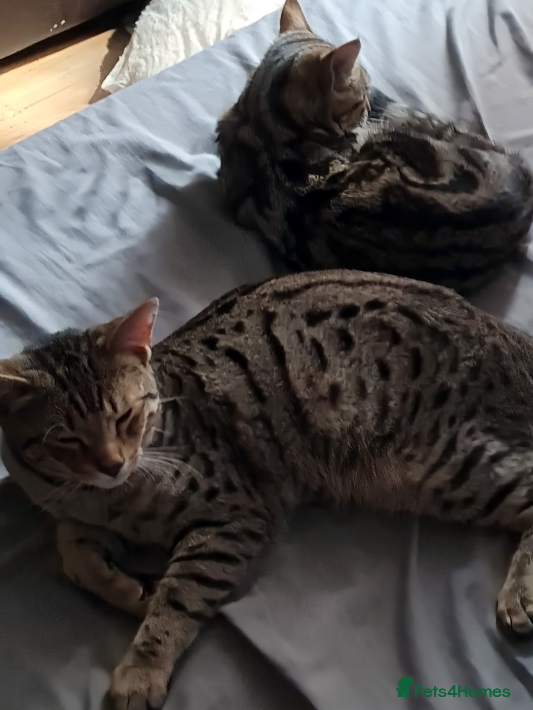 Bengal cats for sale: TWO Beautiful kittens of JOY remaining! - Image 13
