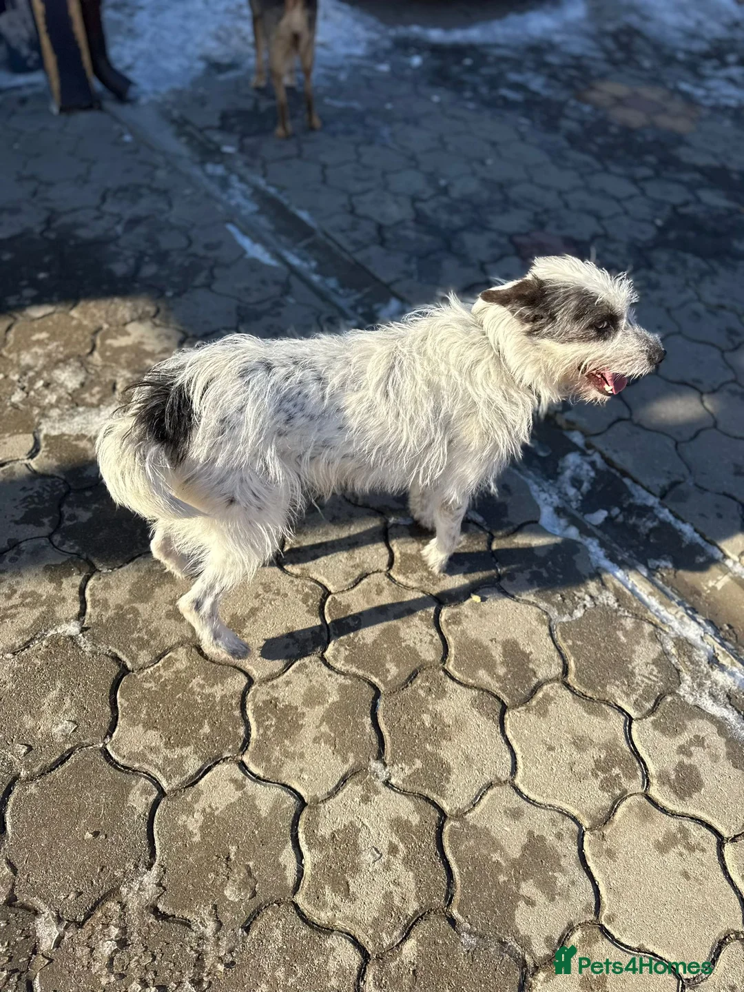 Mixed Breed dogs for adoption: 🐾MIRA🐾, a beautiful young girl for a Loving Home - Advert 33