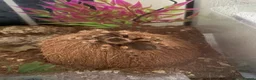 Tarantulas invertebrates for sale: Mexican red knee in Wolverhampton - Advert 1