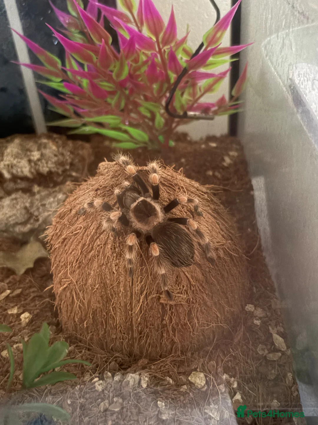 Tarantulas invertebrates for sale: Mexican red knee in Wolverhampton - Advert 1