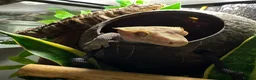 Gecko reptiles for sale: Crested Gecko & Full set up  - Advert 5