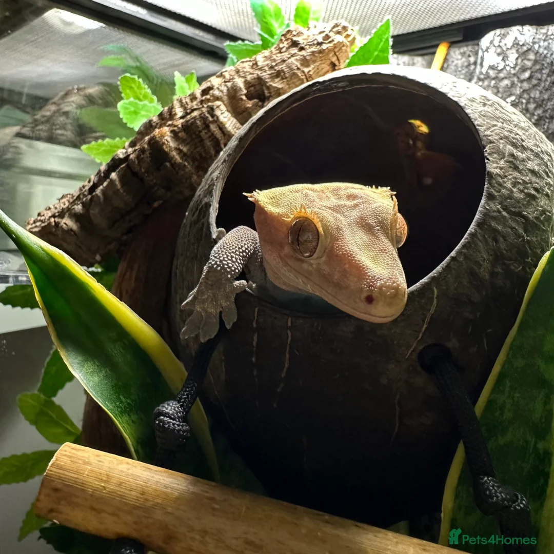 Gecko reptiles for sale: Crested Gecko & Full set up  - Advert 5