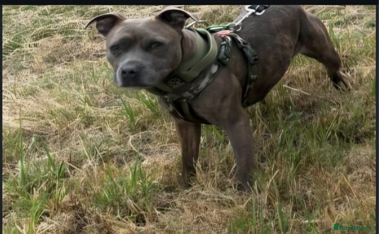 Staffordshire Bull Terrier dogs - Advert 6