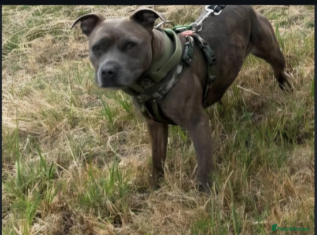 Staffordshire Bull Terrier dogs for sale: Female Staffordshire bull terrier blue/brindle  - Image 1
