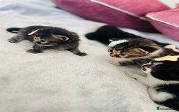 LaPerm cats for sale: Long Coat Laperm kittens - Image 23