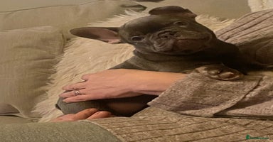French Bulldog dogs - Advert 6