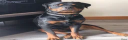 Dobermann dogs for sale: Beautiful Rotterman pups Doberman X Rottweiler - Advert 8