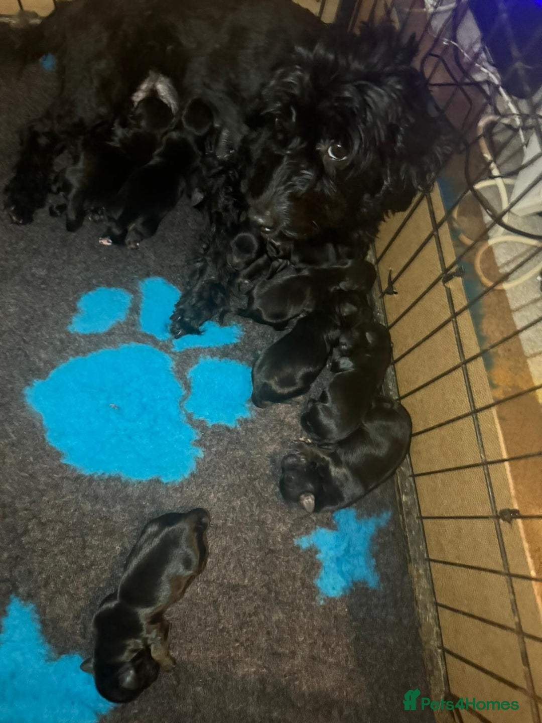 Yorkiepoo dogs for sale: Yorkiepoo puppies  - Advert 1