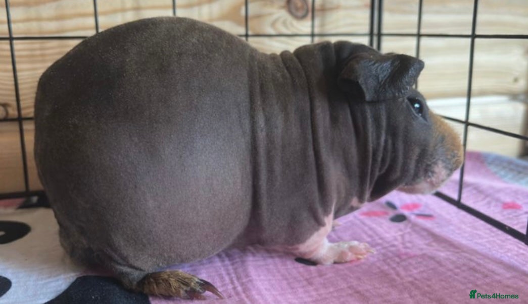 Guinea Pig rodents 🐹✨ Skinny Pigs & Werewolf Guinea Pigs ✨🐹 - Advert 21