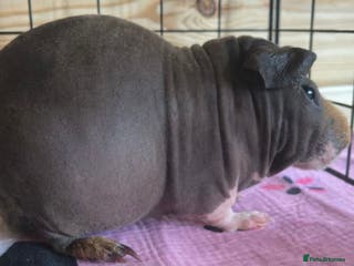 Guinea Pig rodents 🐹✨ Skinny Pigs & Werewolf Guinea Pigs ✨🐹 - Advert 21