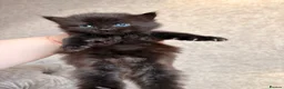 Mixed Breed cats for sale: 3 Gorgeous Kittens (2 Long Haired) - Advert 11