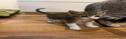 Mixed Breed cats for sale: Beautiful bengal mixed kittens  - Advert 4