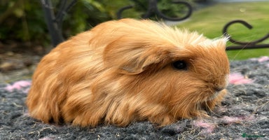 Guinea Pig rodents - Advert 2