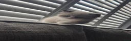Ragdoll cats for sale: Male Mitted Seal Point Ragdoll Kitten - Advert 4