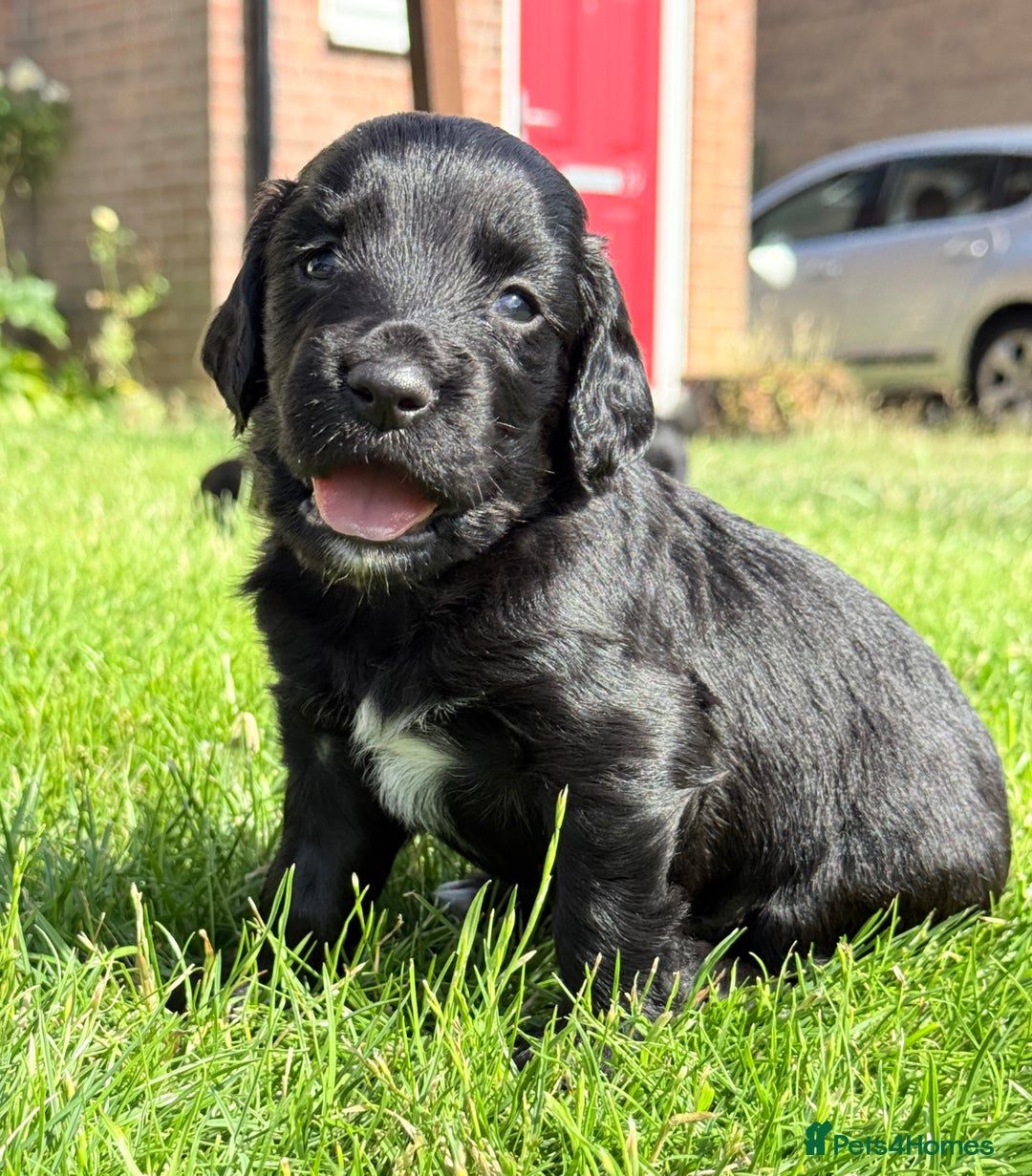 Cocker Spaniel dogs for sale: KC REG Cocker Spaniels - Image 22