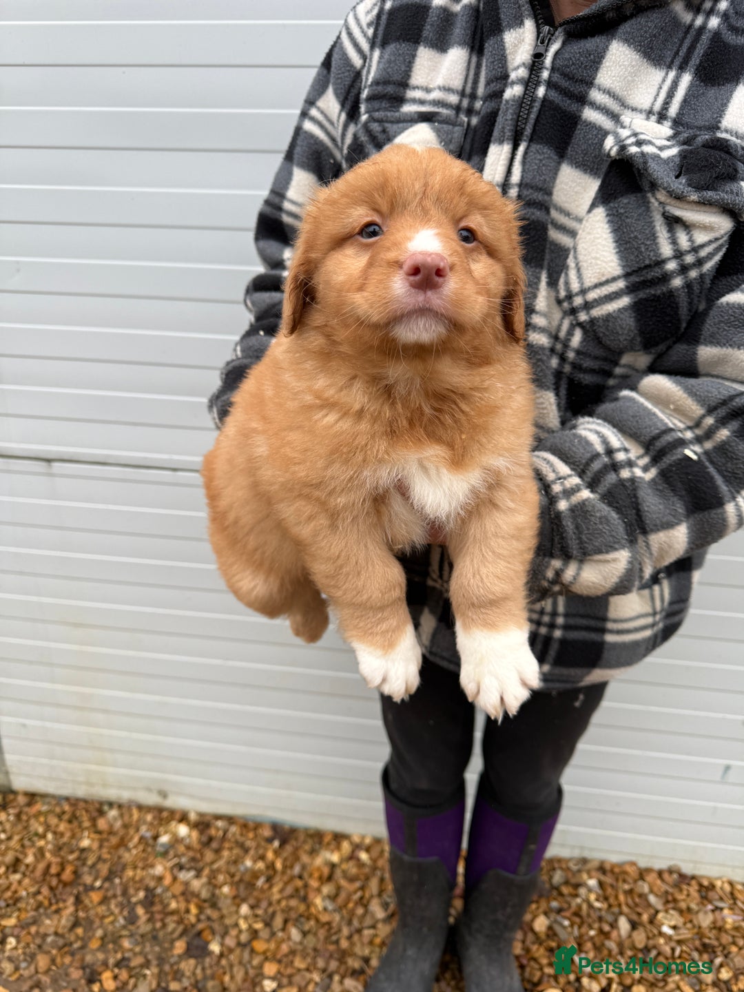 Nova Scotia Duck Tolling Retriever dogs for sale: Beautiful Kc registered nova scotias puppies  - Advert 5