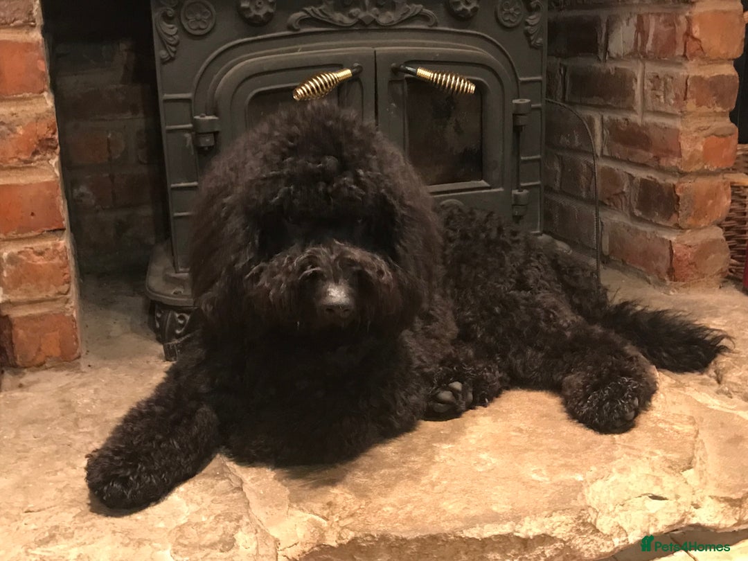 Australian Labradoodle dogs for sale: Extensively health tested Austrailian Labradoodles - Advert 28