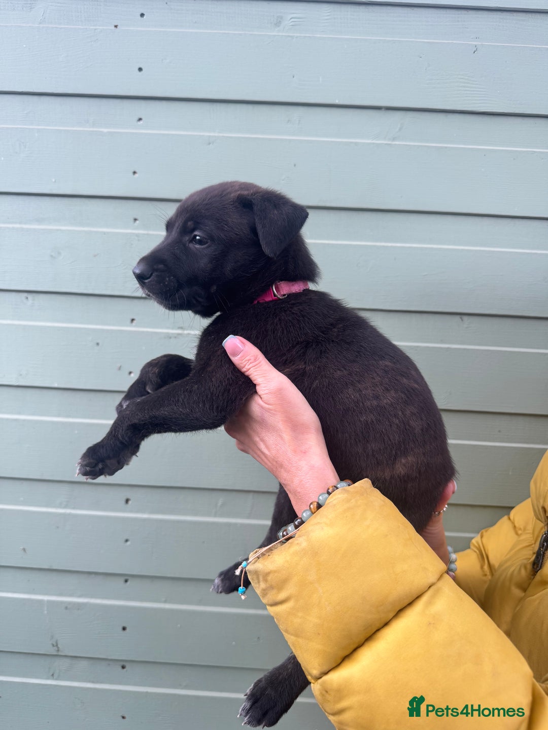 Mixed Breed dogs for sale: Stunning bullherder pups  - Image 8