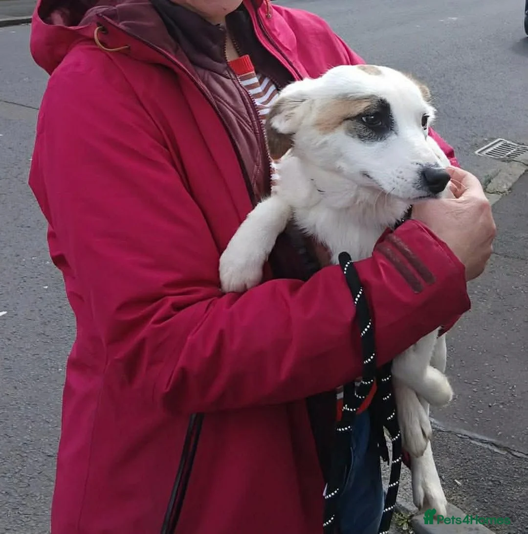 Mixed Breed dogs for adoption: Patchy in Glasgow - Advert 3