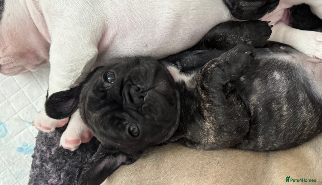 French Bulldog dogs for sale: 🏆KC registered, Standard French Bulldog Puppies🏆 - Image 5