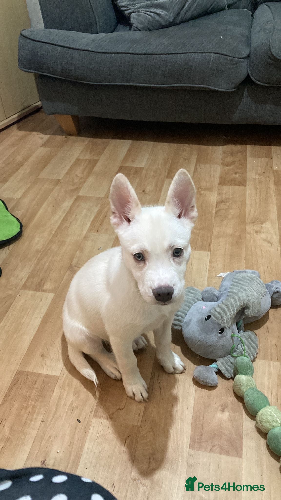 Mixed Breed dogs French bulsky female for sale  - Advert 1