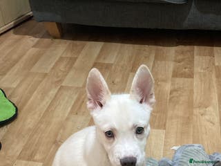 Mixed Breed dogs French bulsky female for sale - Advert 1