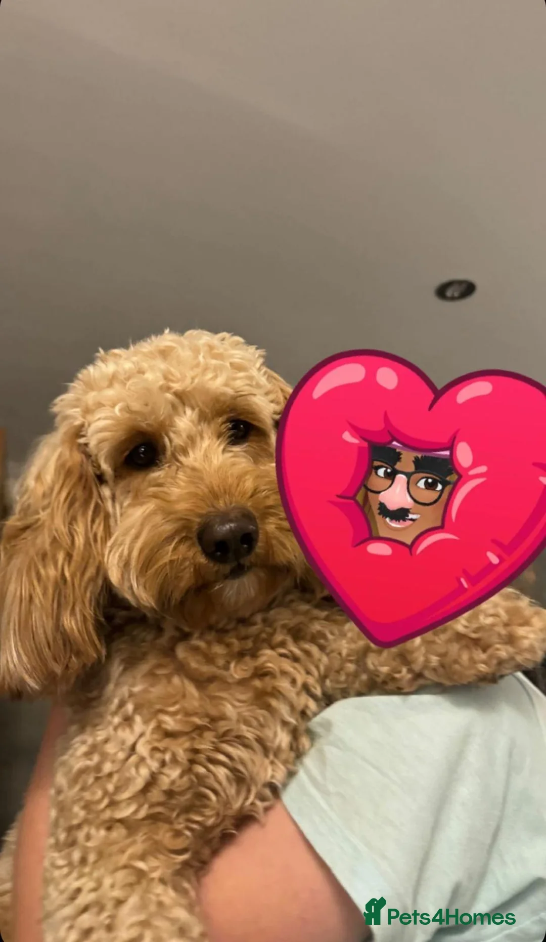 Cockapoo dogs for sale: Cockapoo Puppy  - Advert 12