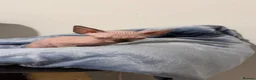Sphynx cats for sale: Beautiful Male Sphynx Kitten – Ready Now  - Advert 12