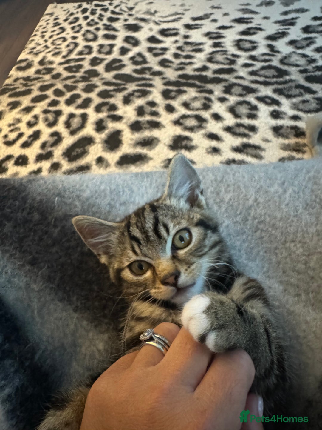 Maine Coon cats for sale: Two kittens one main cone cross and bsh cross  - Image 5