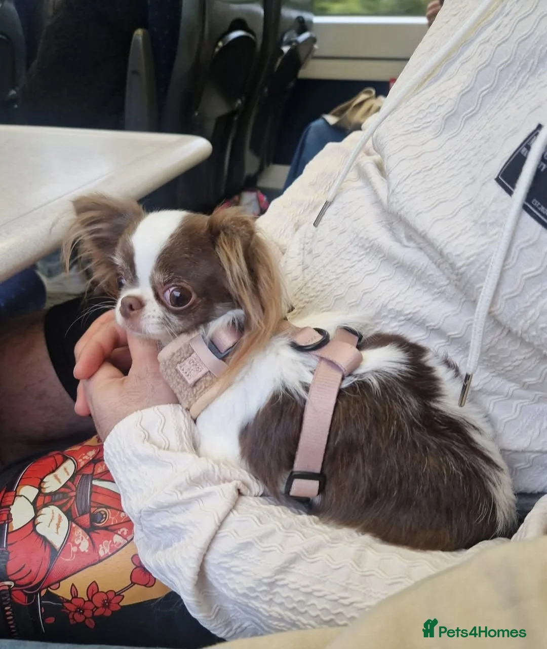 Chihuahua dogs for sale: KC registered chihuahua, female lilac & white - Advert 9