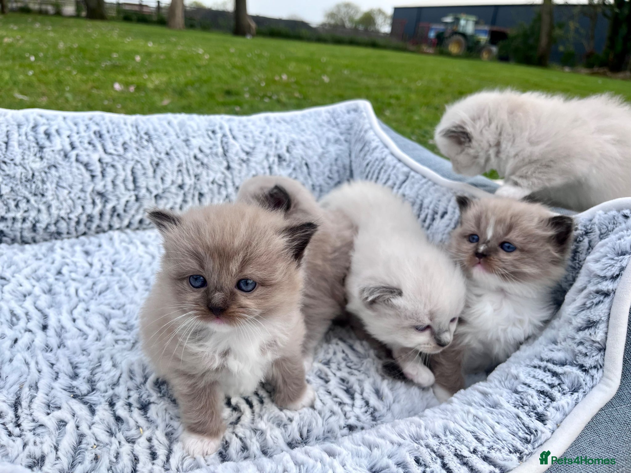 Ragdoll cats Stunning ragdoll kittens - Advert 1