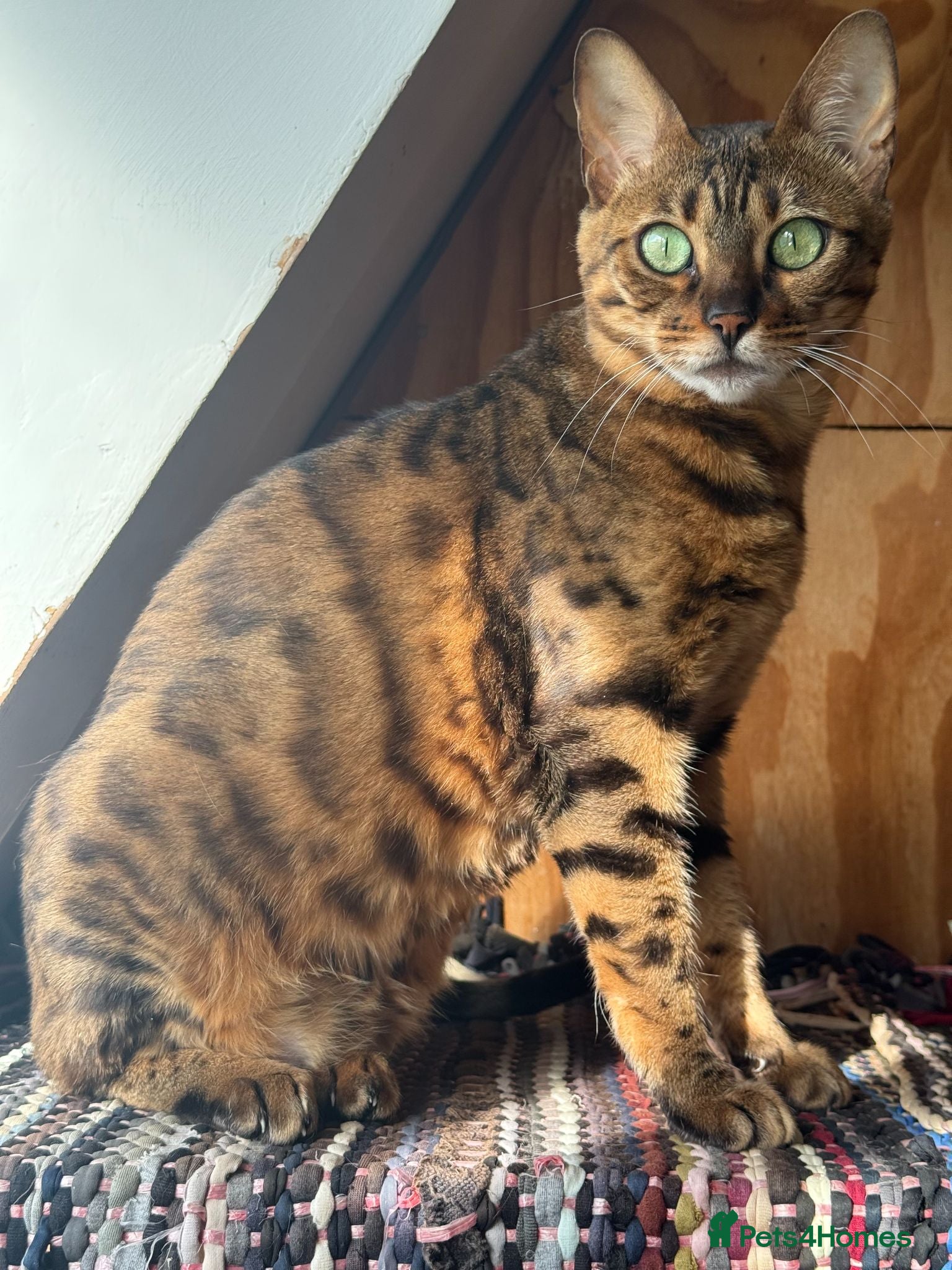 Bengal cats Female Friendly Bengal pet - Advert 15