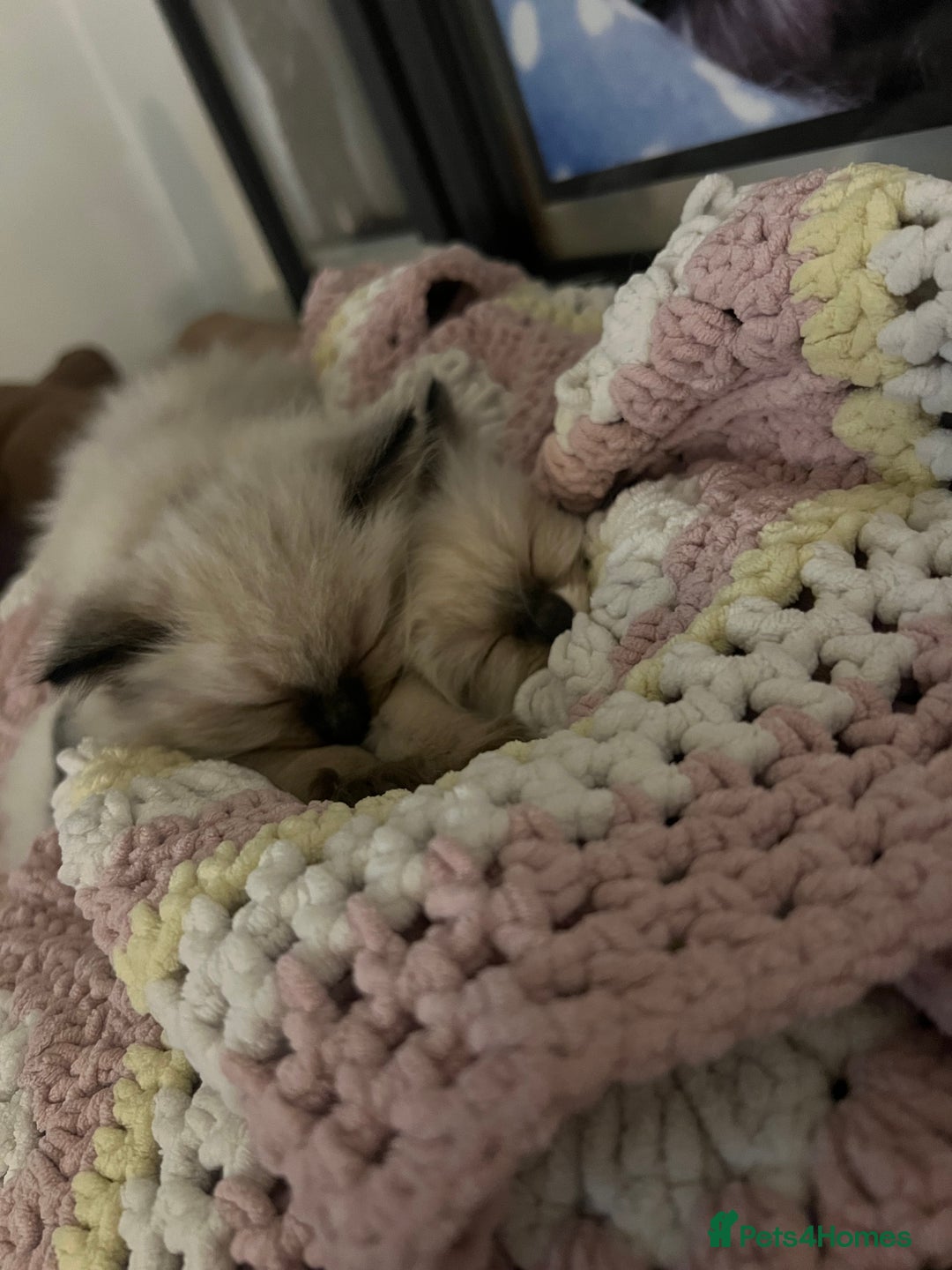 Ragdoll cats for sale: Fluffy Ragdoll Sisters - Advert 7