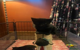 Mixed Breed cats for sale: Russian blue cross black and tabby kittens  - Advert 29