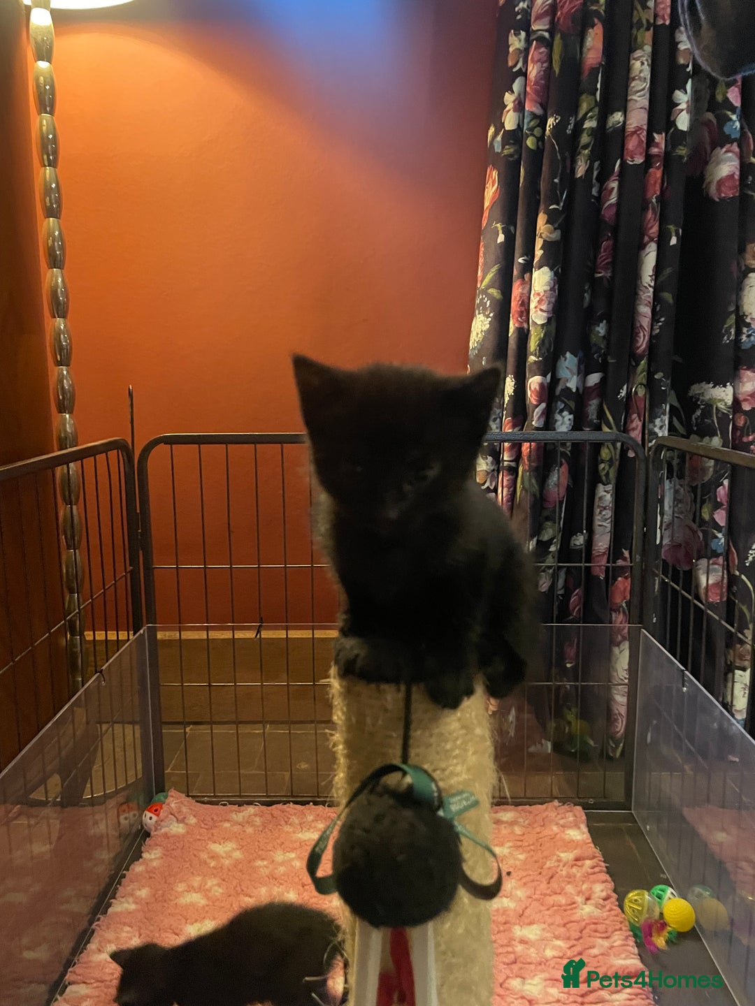 Mixed Breed cats for sale: Russian blue cross black and tabby kittens  - Advert 29