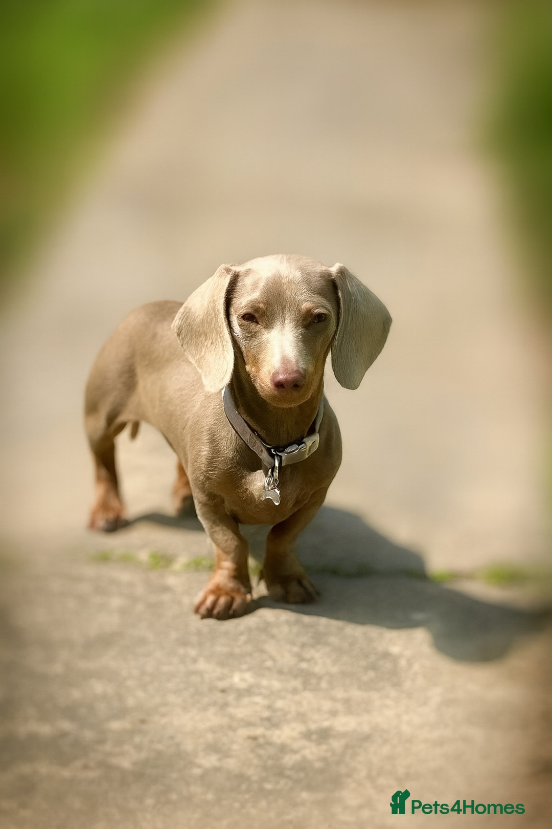 Miniature Dachshund dogs for sale: 2 Beautiful Female kc Miniature Dachshund Puppies - Advert 2