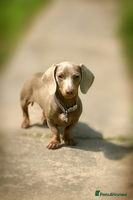 Miniature Dachshund dogs 2 Beautiful Female kc Miniature Dachshund Puppies - Advert 1