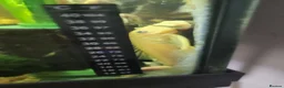 Plecos fish for sale: LEMON BLUE EYE BRISTLENOSE PLECS+2 mature female   - Advert 2