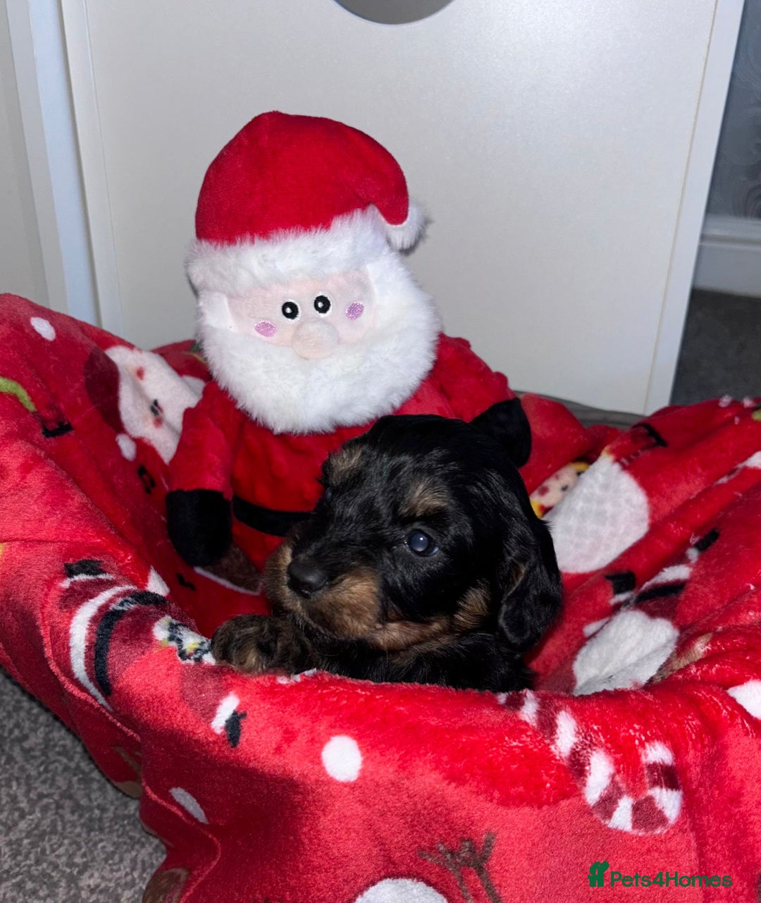 Cockapoo dogs for sale: 3 remaining Adorable cockapoo puppies  - Advert 19