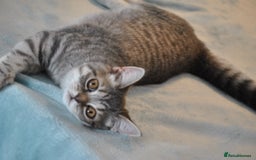 British Shorthair cats for sale: Beautiful British shorthair female kitten - Image 3