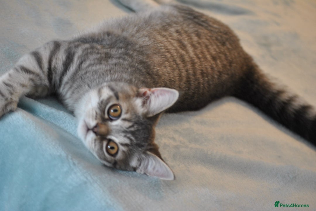 British Shorthair cats for sale: Beautiful British shorthair female kitten - Image 3