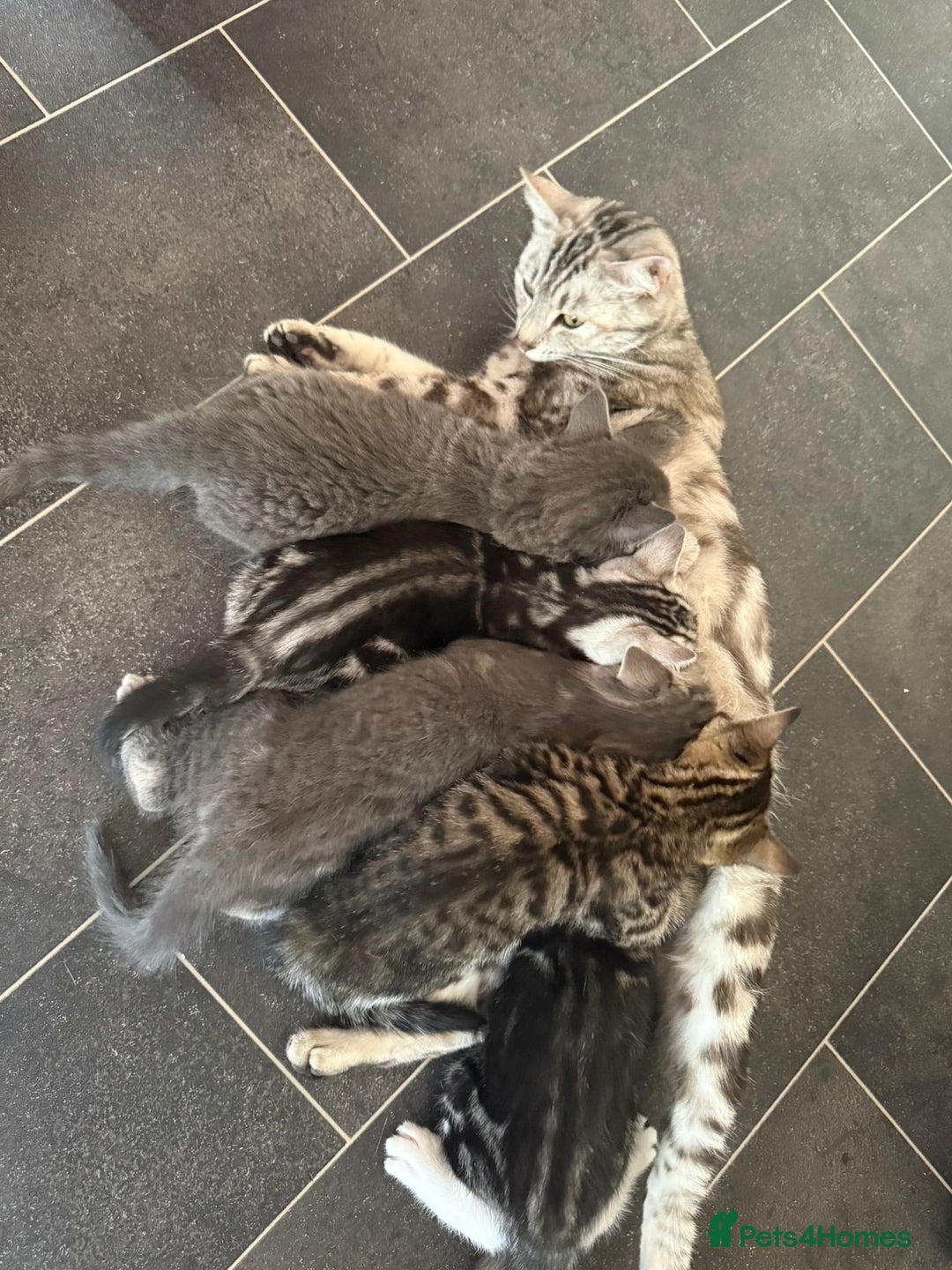 Bengal cats for sale: Bengal Tabby kittens - Image 3